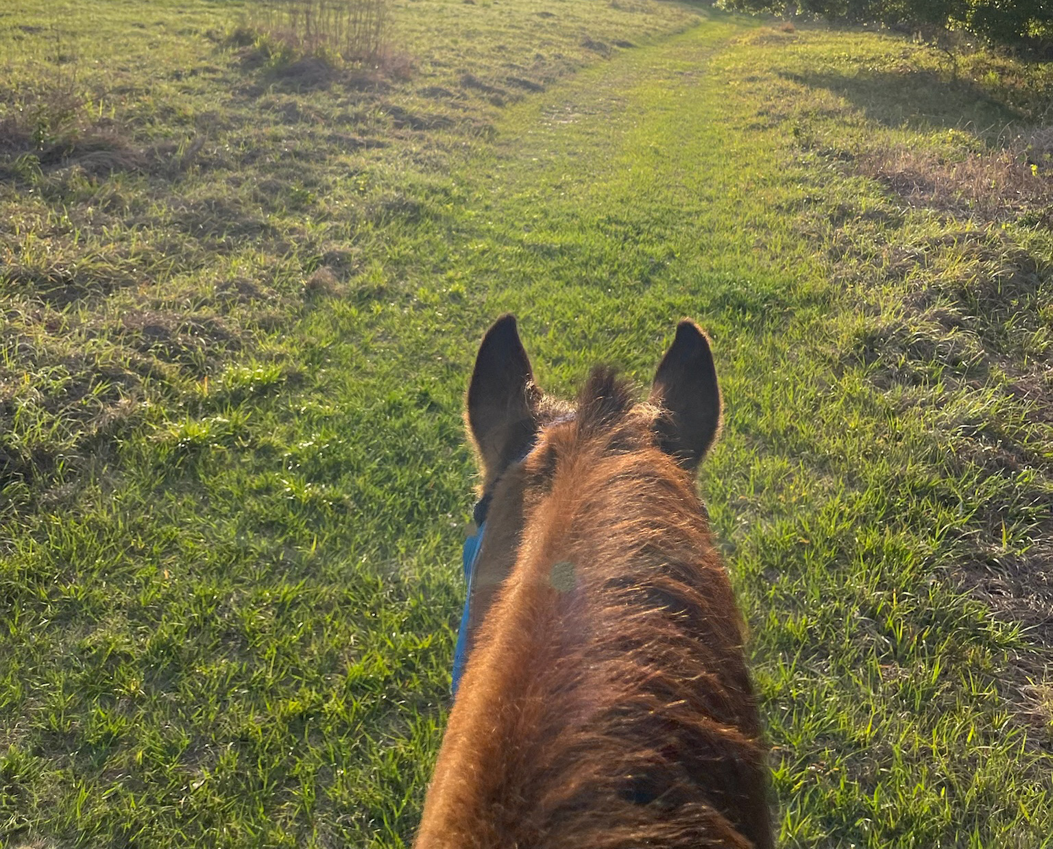 Horse head while riding