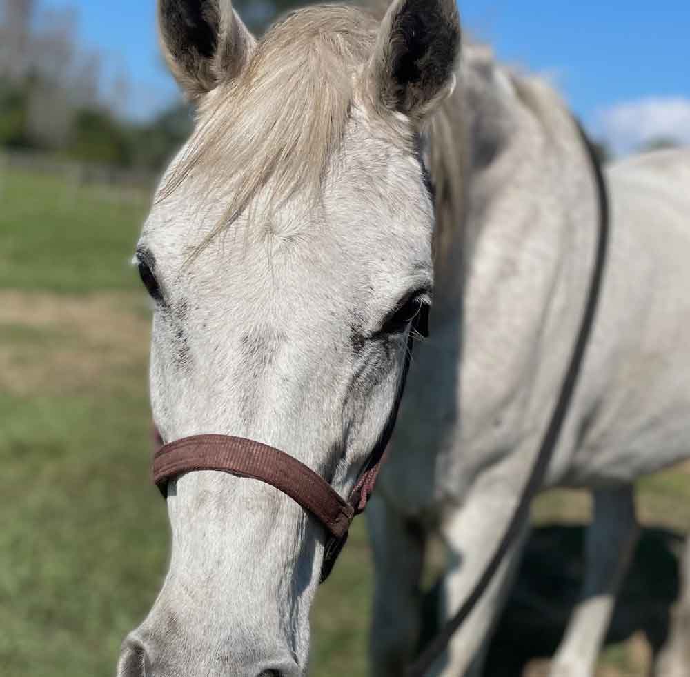 white horse