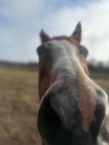 Horse nose